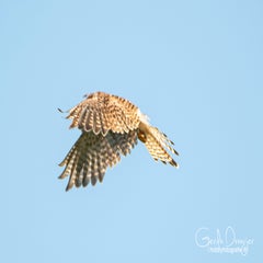 dsc_29732.jpg