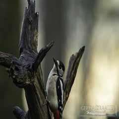 dsc_66952.jpg