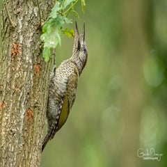 dsc_26693.jpg