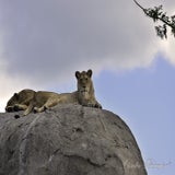 Wildlands 12-07-2020