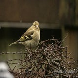 DSC_51212.jpg