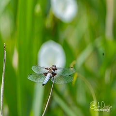 dsc_27372.jpg