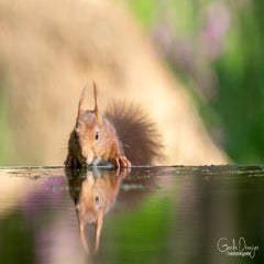 dsc_90343-1.jpg