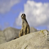 Wildlands 12-07-2020