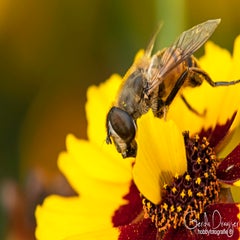 dsc_43832.jpg