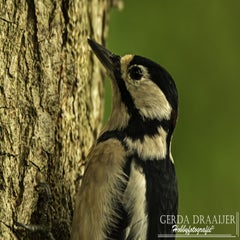dsc_60142.jpg