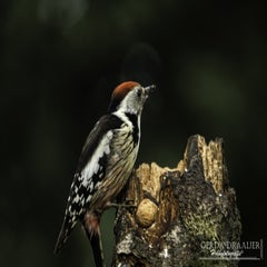 dsc_82852.jpg