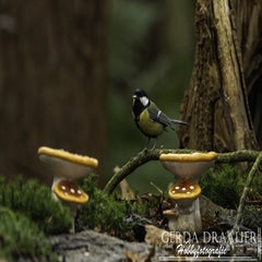 dsc_70182.jpg