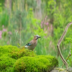dsc_91083.jpg