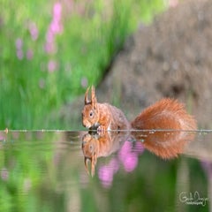 dsc_90363.jpg