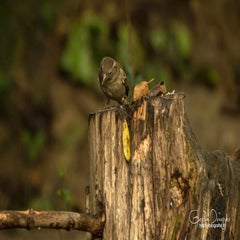 dsc_59372-2.jpg