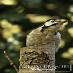 dsc_62552.jpg