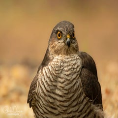 dsc_84593.jpg