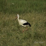 Lofar