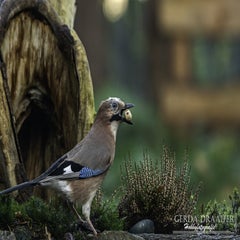 dsc_67002.jpg