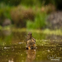dsc_31242.jpg