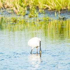 dsc_29242.jpg