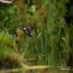 dsc_31512.jpg