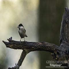 dsc_67552.jpg