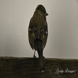 DSC_51232.jpg