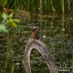 dsc_31002.jpg