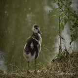 Rensenpark, 27-07-2020