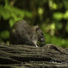 dsc_10512.jpg