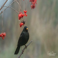 dsc_26103.jpg