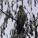 DSC_65192.jpg