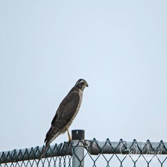 dsc_37802.jpg