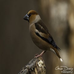 dsc_94132.jpg