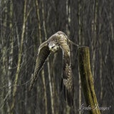 DSC_57572.jpg