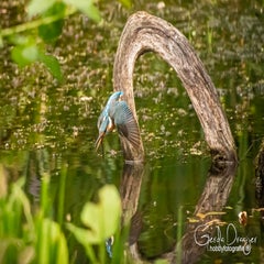dsc_35662.jpg