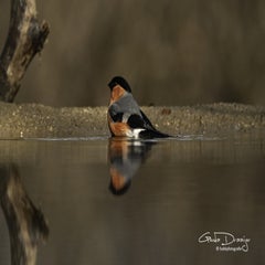 dsc_95662.jpg