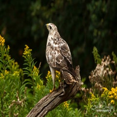 dsc_31782.jpg