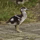 Rensenpark, 27-07-2020