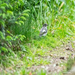dsc_93073.jpg