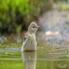 dsc_91283.jpg