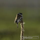 DSC_69932.jpg