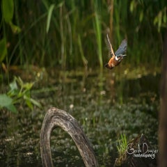 dsc_36382.jpg