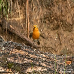 dsc_61672.jpg