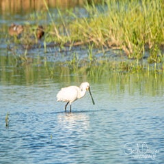 dsc_29342.jpg