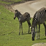Wildlands 12-07-2020