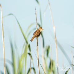 dsc_29442.jpg