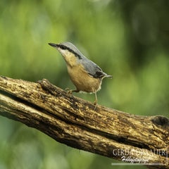 dsc_61182.jpg