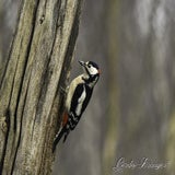 DSC_57342.jpg