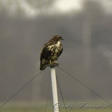 DSC_49992.jpg