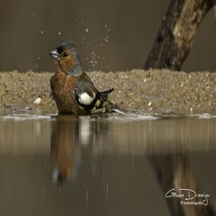 dsc_94422.jpg