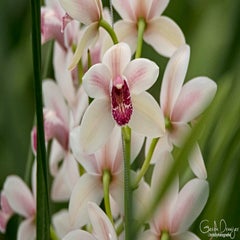 dsc_18313.jpg