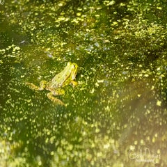 dsc_17373.jpg